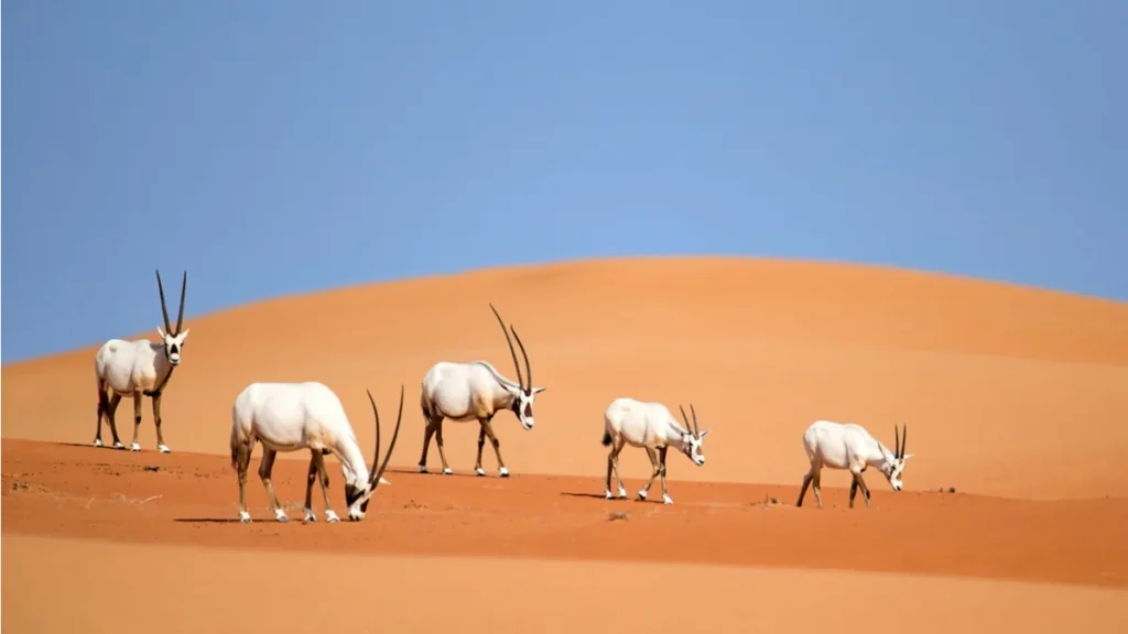 Arabian oryx grazing inside a dubai conservation reserve