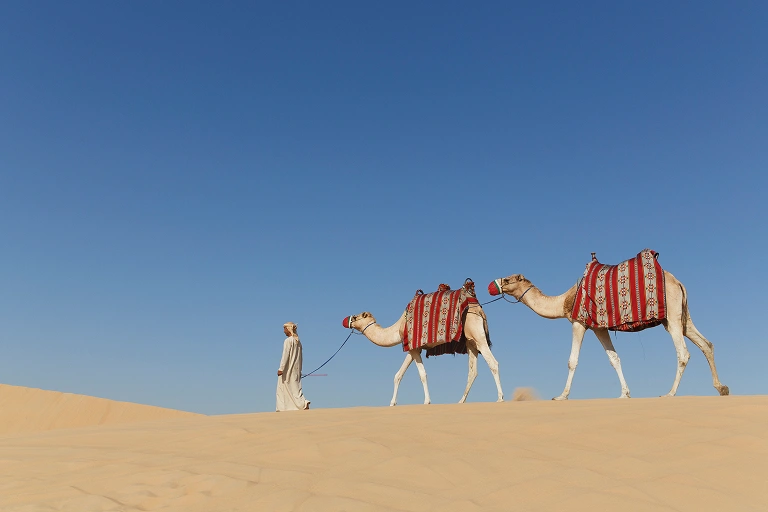 Camel caravan crossing golden dunes in the uae